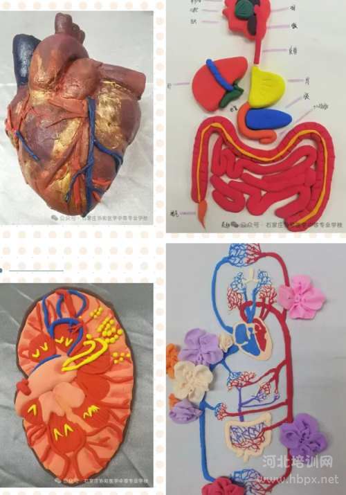 石家庄协和医学院创意解剖图谱绘画作品